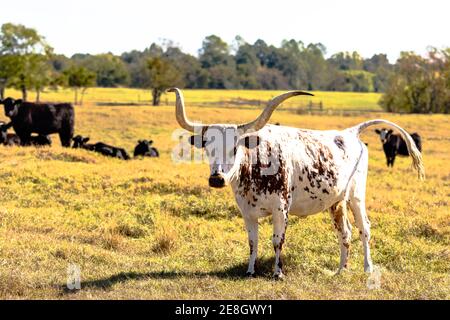 Longhorn standing in a field with tail raised along with other black Angus cattle Stock Photo