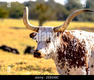 Head and neck of a Longhorn steer in a pasture Stock Photo