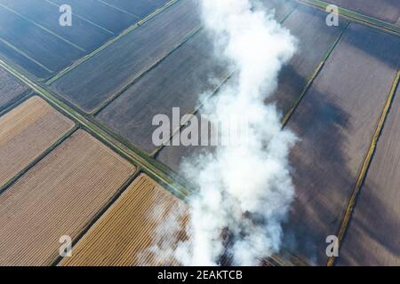 The burning of rice straw in the fields. Smoke from the burning of rice straw in checks. Fire on the field Stock Photo