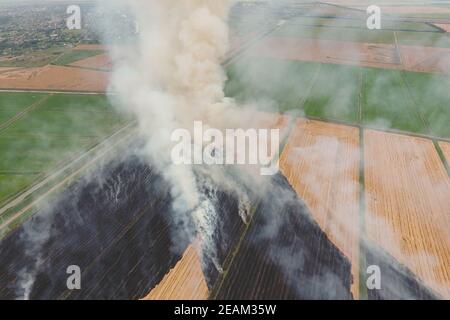 Burning straw in the fields of wheat after harvesting Stock Photo