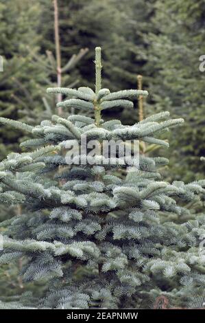 Blaufichte, Fichte, Picea, pungens, Stock Photo