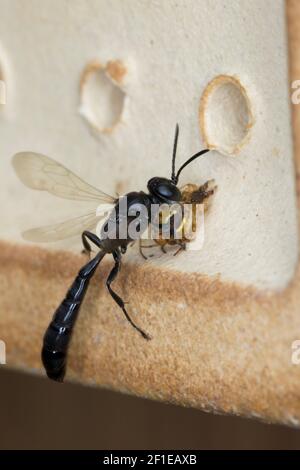 Spinnen-Grabwespe, Spinnengrabwespe, am Nistloch, Nest an einer Wildbienen-Nisthilfe, trägt eine erbeutete Spinne ins Nest ein, Beute, Töpfer-Grabwesp Stock Photo