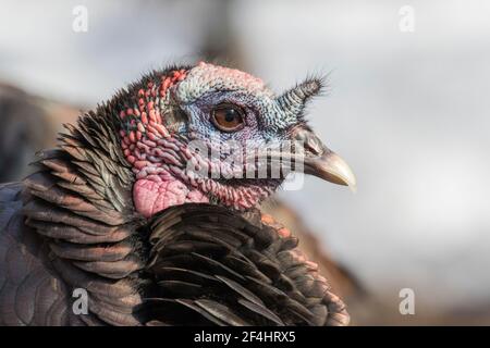 wild turkey portrait in winter Stock Photo