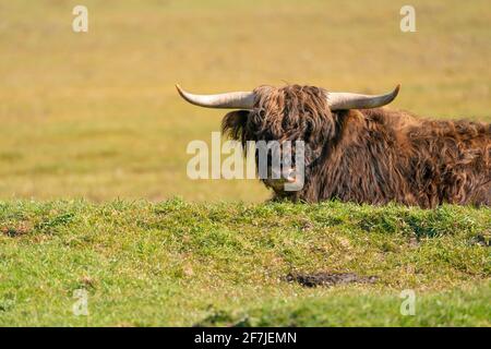 Scottish Highlander lies in the grass, in the sunlight. The dark brown cow has large horns, in front. A nature reserve in the Netherlands Stock Photo