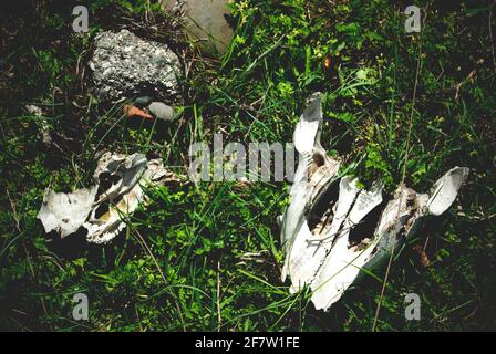 Animal skull and jaw on the grass. Stock Photo