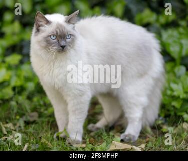 1-Year-Old Male Ragdoll Cat with Arched Back. Outdoors of Northern California. Stock Photo