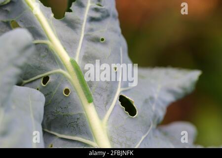 Caterpillar of the small white or small cabbage white (Pieris rapae) on damaged cabbage leaves. It is a serious pest to cabbage and others Stock Photo