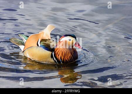 Male Mandarin Duck, Aix galericulata, Burnaby Lake Regional Park, Burnaby, British Columbia, Canada Stock Photo