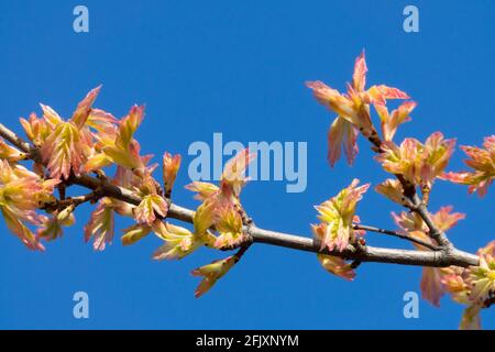 Field Maple Acer campestre Carnival Stock Photo