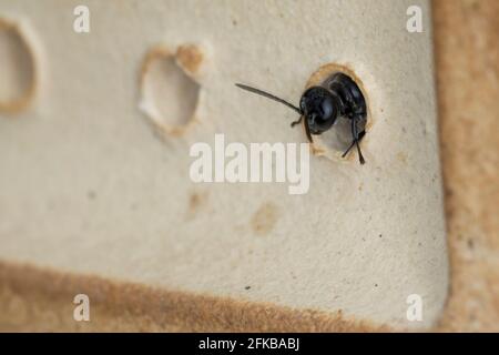 organ pipe mud dauber, digger wasp (Trypoxylon cf. figulus), at a nesting tube of a bee hotel, Germany Stock Photo