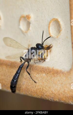 organ pipe mud dauber, digger wasp (Trypoxylon cf. figulus), carries a caught spider to the nest in an insect hotel, Germany Stock Photo