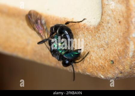 organ pipe mud dauber, digger wasp (Trypoxylon cf. figulus), with a caught cuckoo wasp (Trichrysis cyanea) at an insect hotel, Germany Stock Photo