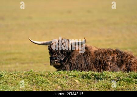 Scottish Highlander lies in the grass, in the sunlight. The dark brown cow has large horns, in front. A nature reserve in the Netherlands Stock Photo