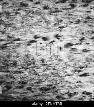 Texture of leopard skin background. black and white photo Stock Photo