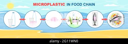 Microplastic in food chain vector infographic. Plastic waste life cycle diagram. Ocean, sea water, fish, food pollution. Stock Vector