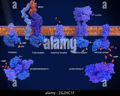 G protein-coupled receptors, molecular model Stock Photo