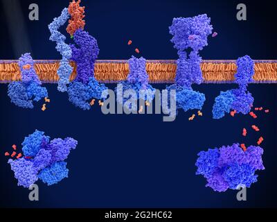 G protein-coupled receptors, molecular model Stock Photo