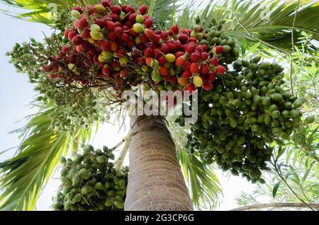 Bunches Of Christmas Palm Fruits Stock Photo