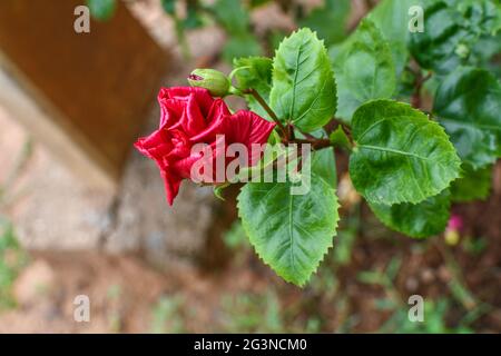 Red Chaina Rose Folding Petals With Bud, Green Leaves And Branches In Outdoor.  Looking Different Natural In Blur Background. Stock Photo