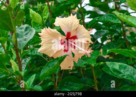 White Chaina Rose Flower With Green Leaves and branches.  Looking attractive on the plant  in  sunlight. Stock Photo