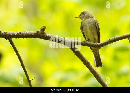 Flycatcher, Lincoln State Park, Indiana Stock Photo