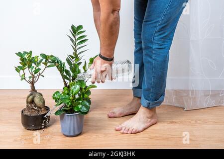 Man watering plants roughly with a glass bottle and wetting everything. Zamioculca, ginseng ficus Stock Photo