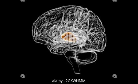 Brain thalamus Anatomy For Medical Concept 3D Illustration Stock Photo