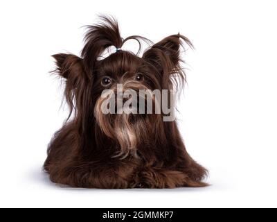 Cute little 1 year old dark brown Yorkshire Terrier dog, laying down face front. Hair in pony tail on head. Looking towards camera. Isolated on white Stock Photo