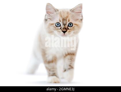 Ragdoll kitten isolated on white background Stock Photo