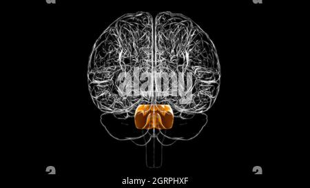 Brain pons Anatomy For Medical Concept 3D Illustration Stock Photo