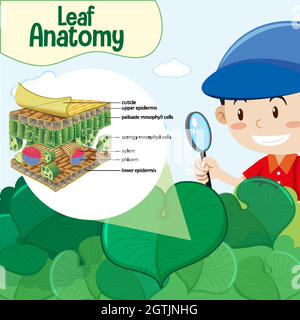 Diagram showing Leaf Anatomy with a boy cartoon character Stock Vector