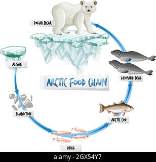 Arctic Food Chain Diagram Concept Stock Vector