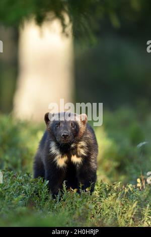 Wolverine (Gulo gulo) in forest Stock Photo