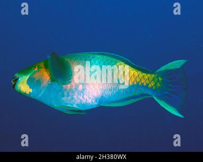 A Rusty Parrotfish (Scarus ferrugineus) in the Red Sea Stock Photo