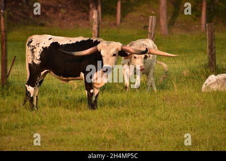 Two black and white grazing longhorn cows in the early morning hours. Stock Photo