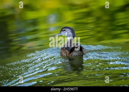 Wood Duck (Aix sponsa) female, paddling in a creek in the summer morning sun. Stock Photo