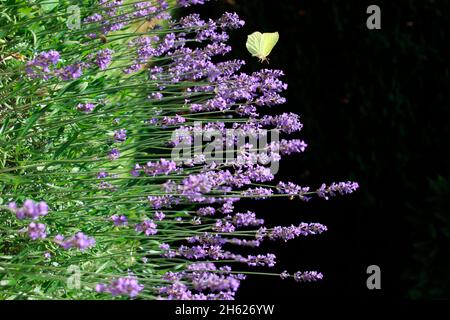 butterfly small cabbage white (pieris rapae) sucks nectar from lavender flowers,lavandula angustifolia,germany,bavaria,upper bavaria,mittenwald,alpenwelt karwendel Stock Photo