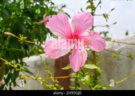 Hibiscus Schizopetalus Or Chinese Lantern Flower. Pink Chaina Rose With Branches At Garden. Stock Photo