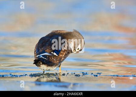 wood duck (aix sponsa),female,stands on the bank on a plate of ice,bavaria,germany Stock Photo