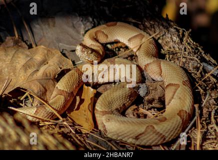 Copperhead snake. Big Thicket National Preserve. Agkistrodon contortrix.  The eastern copperhead also known as the copperhead is a species of venomous snake.  A unique, optimised version of a NPS image - Credit: NPS Stock Photo