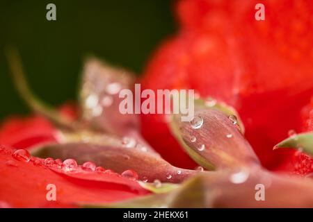 Close-up view of water drops on red lily Stock Photo