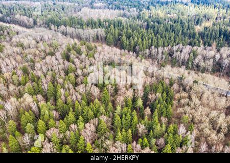 Beautiful autumn forest with a straight road aerial. Trees without leaves and bright green pine at sunset Stock Photo