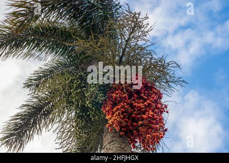 Tropical red and green dates fruits of Manila Palm (Adonidia merrillii), Kauai Island, Hawaii Stock Photo