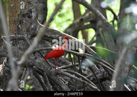 A Scarlet ibis on a mangrove branch in the Caroni Swamp at the Caroni Bird Sanctuary in Trinidad. The Scarlet ibis is the National Bird of Trinidad. Stock Photo