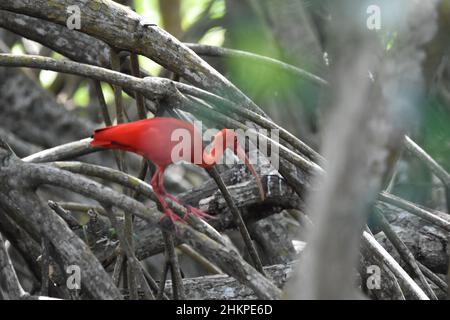 A Scarlet ibis on a mangrove branch in the Caroni Swamp at the Caroni Bird Sanctuary in Trinidad. The Scarlet ibis is the National Bird of Trinidad. Stock Photo