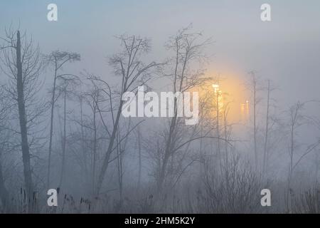 Sunlight on distant condo towers, misty morning, Burnaby Lake Regional Park, British Columbia, Canada Stock Photo