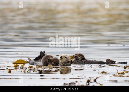 California sea otters, Enhyrdra lutris nereis ( threatened species ), mother holding pup while resting in kelp bed, supported by floating kelp fronds, Stock Photo