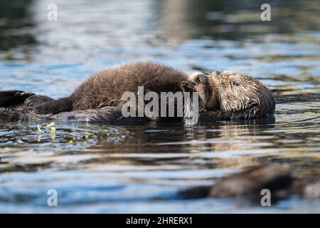 California sea otters, Enhyrdra lutris nereis ( threatened species ), mother cradling pup across chest, Morro Bay, California, United States (Pacific) Stock Photo