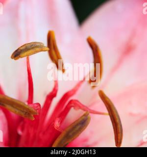 Pink lily close up with water drops isolated on blur background. Stock Photo