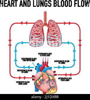 Diagram showing heart and lungs blood flow illustration Stock Vector ...